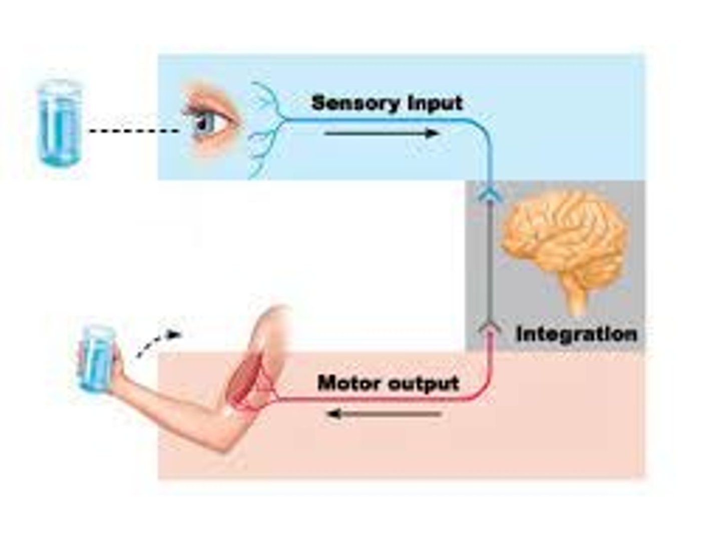 <p>Analyze and interpret incoming sensory information and determine an appropriate response.</p>