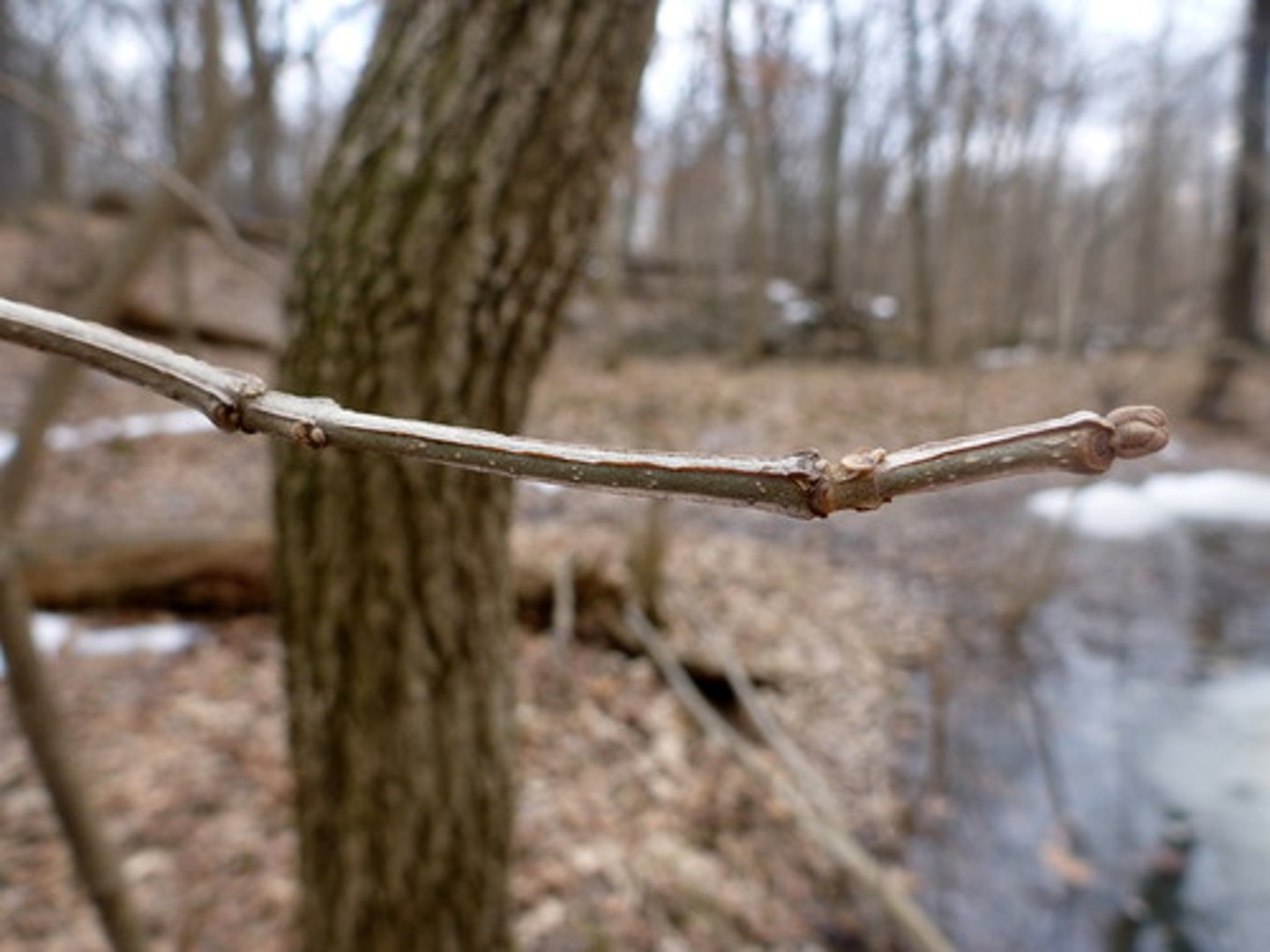 <p>blue ash</p><p>Family: Oleaceae</p><p>- square stick</p>