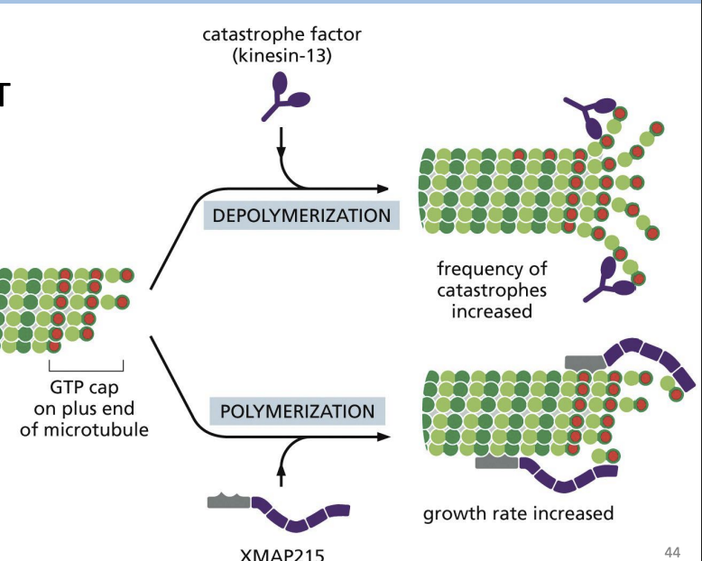 <p>proteins that bind (+) end of MTs and promote MT curving to “pry” protofilaments apart (e.g. Kinesin-13)</p>