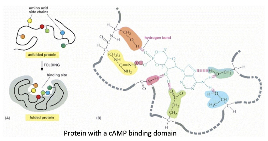 * cAMP is an important regulatory molecule that can modulate protein function. 
* Proteins controlled in this way have cAMP binding domains.  


* In the folded conformation, a binding pocket has formed within the three‐ dimensional structure of the protein. 
* In addition, six amino acid residues (coloured) are positioned such the side chains are facing the surface of that pocket. 
* Even though these amino acid residues are far apart from one another in the primary sequence, they are all clustering together to form the binding pocket in the folded protein. 
* These six amino acids are interacting directly with cAMP to form hydrogen bonds and ionic bonds that hold the cAMP in the binding pocket. 
* Once again, the shape of the pocket is important, cyclic AMP fits precisely in this pocket, while ATP, ADP, or cyclic GMP would not. 
* Some specific amino acid residues are required to increase the affinity of binding, but not all amino acid residues are directly interacting with the ligand. 
* Changing a single amino acid residue may decrease binding affinity by either changing protein shape or eliminating a noncovalent interaction