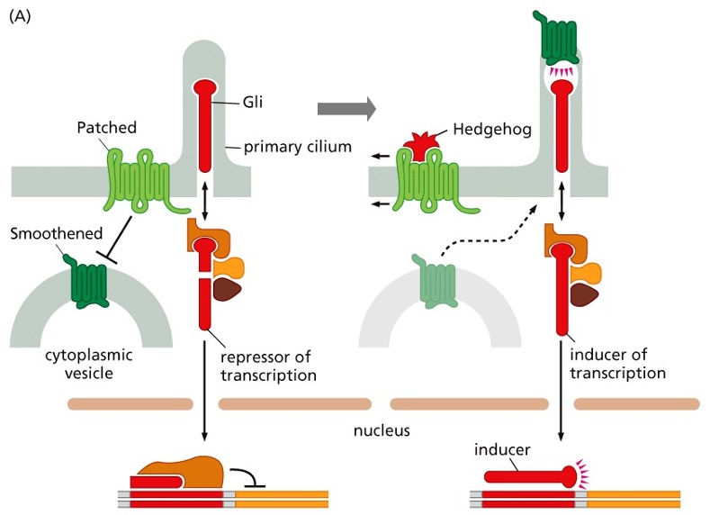 <p>How does this signaling system work?</p>