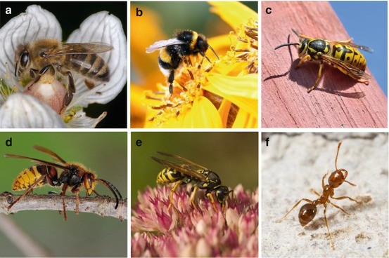<p>Bees + Ants + Wasps + Sawflies</p>