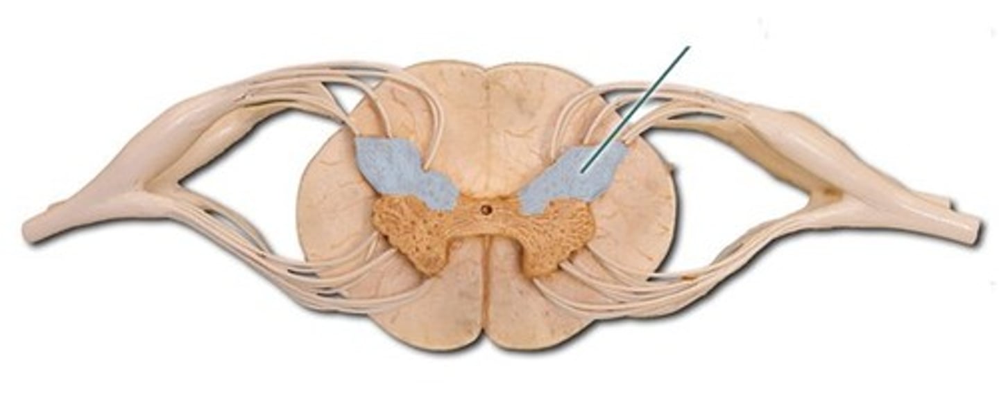 <p>Crescent shaped projection of gray matter within the spinal cord where sensory neurons enter the spinal cord</p>