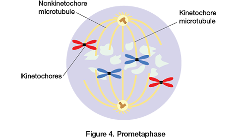 <ul><li><p>Nuclear envelope breaks apart</p></li><li><p>Spindle microtubules attach to proteins on the centromeres of the chromosomes called <strong>kinetochores</strong></p></li><li><p>Each chromosome has two kinetochores, and they each attach to a microtubule from a different pole</p></li></ul>