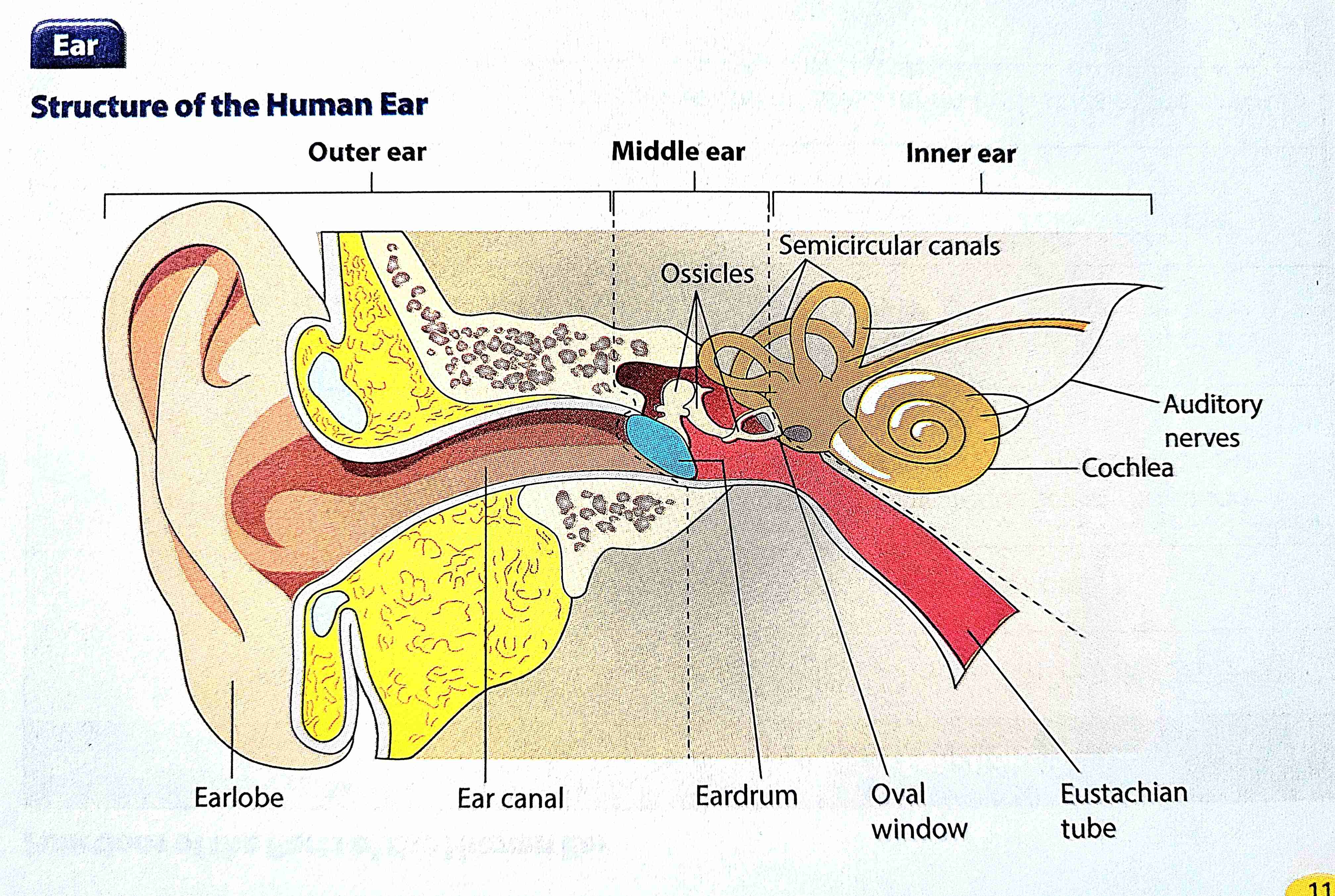 <p>state the parts and functions in the human outer ear</p>