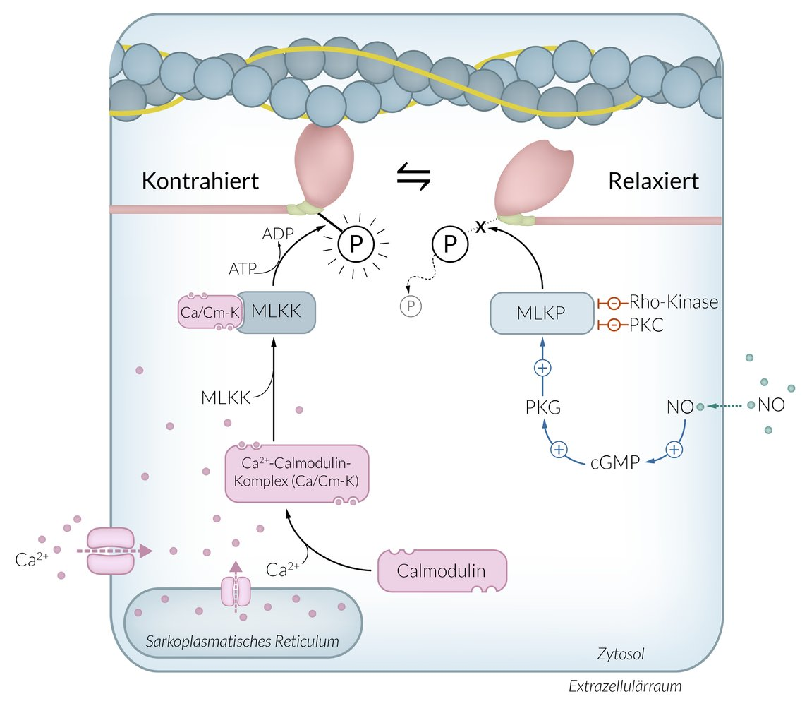 <p>B. Activation of protein kinase G</p>