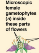 <p>in angiosperms, what does the megaspore grow into?</p>