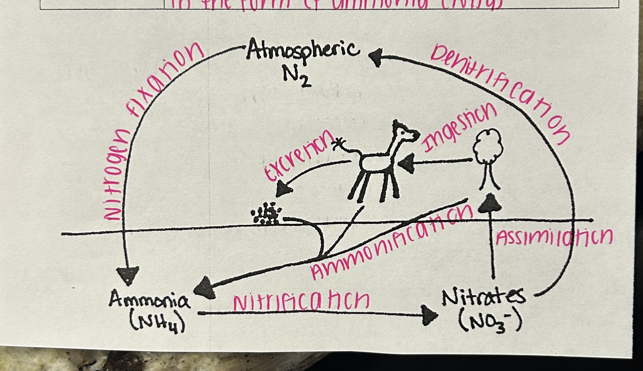 <p>Which cycle is this?</p>