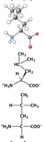 <p>Hydrophobic R-group. </p>