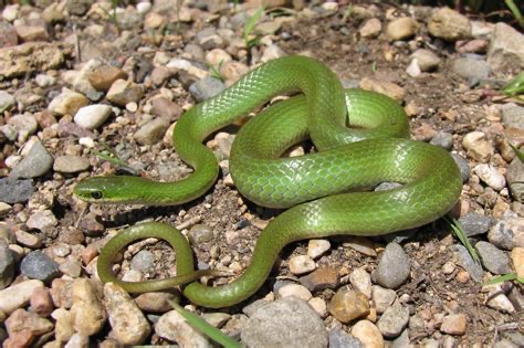 <p>Smooth green snake</p>