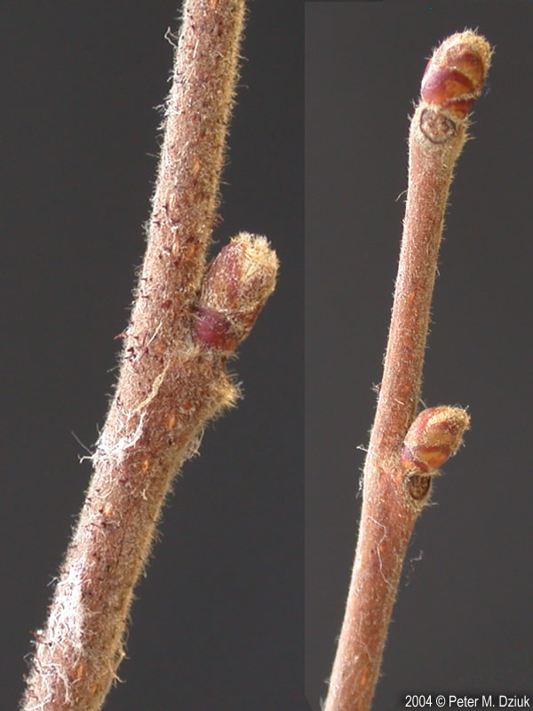 <p>Common name: American hazelnut</p><p></p><p>Genus: Corylus</p><p></p><p>Species: americana</p><p></p><p>Family: Betulaceae</p>