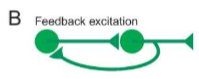 <p>A connection that goes from a higher order neuron to a lower order neuron (B). Allows output of a circuit to influence input neurons. A excites B and B gives feedback to A (stimulating A) creating loop.&nbsp;</p>
