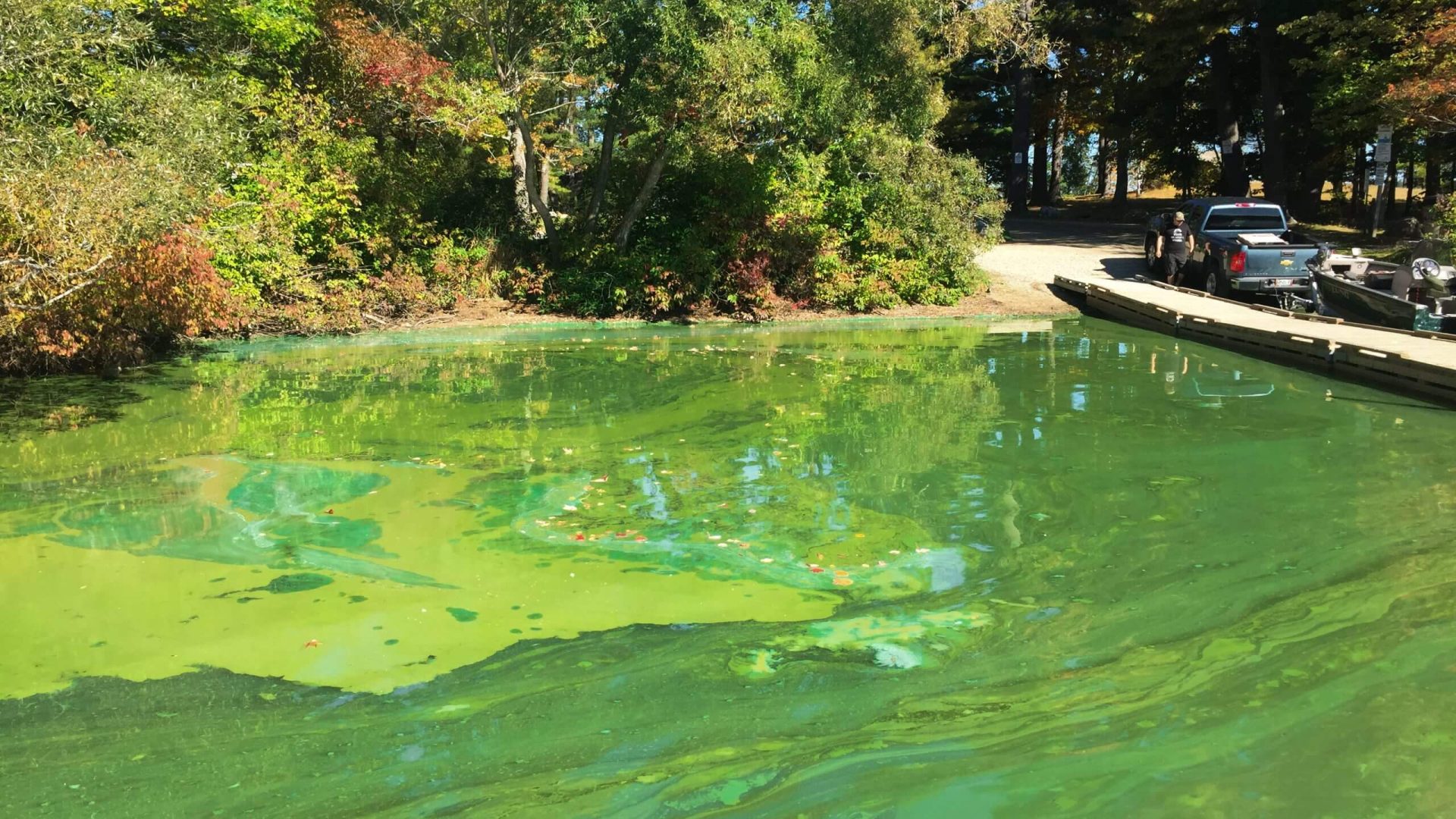 <p>also called “blue-green algae”</p><ul><li><p>an ancient group of photosynthetic microbes that occur in most inland waters and that can have major effects on the water quality and functioning of aquatic ecosystems</p></li></ul>