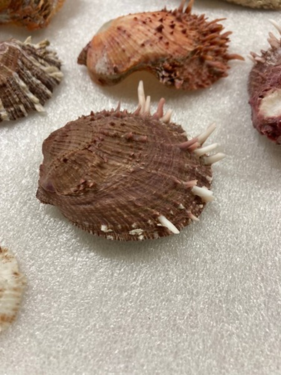 <p>Thorny Oysters</p>