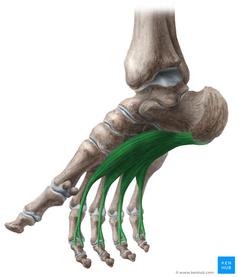 <p>Flexes lateral four digits at MTP and IP joints</p>