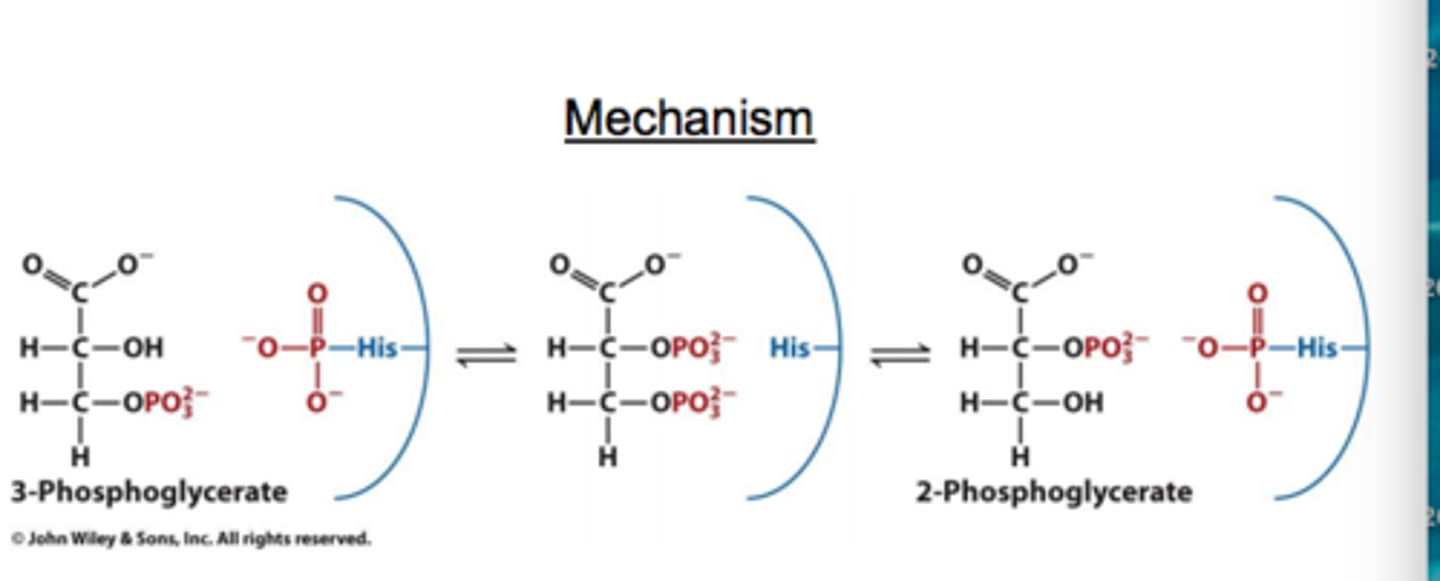 <p>Uses covalent catalysis</p><p>Histamines are a part of the active site</p><p>Although the molecule now has two phosphate groups and negative charges close to each other, the 2-phosphoglycerate is not a good phosphate donor so the 3-phosphoglycerate donates instead</p>