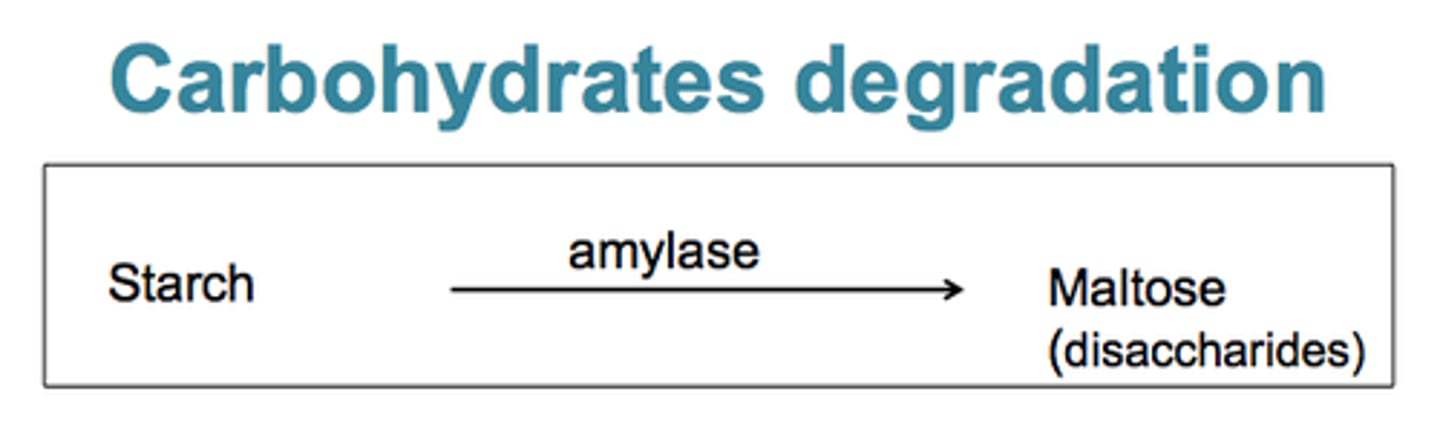 <p>Starch is broken down into simpler sugars like glucose through enzymatic hydrolysis. Amylase enzymes catalyze the hydrolysis of starch.</p><p>Glucose isomerase (glucose fructose)</p>