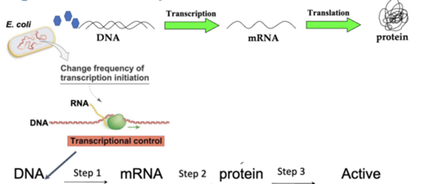 <p>-regulatory mechanisms that operate on the DNA and affect the rate at which transcription initiates</p><p>-most efficient but longest for cell to respond</p>