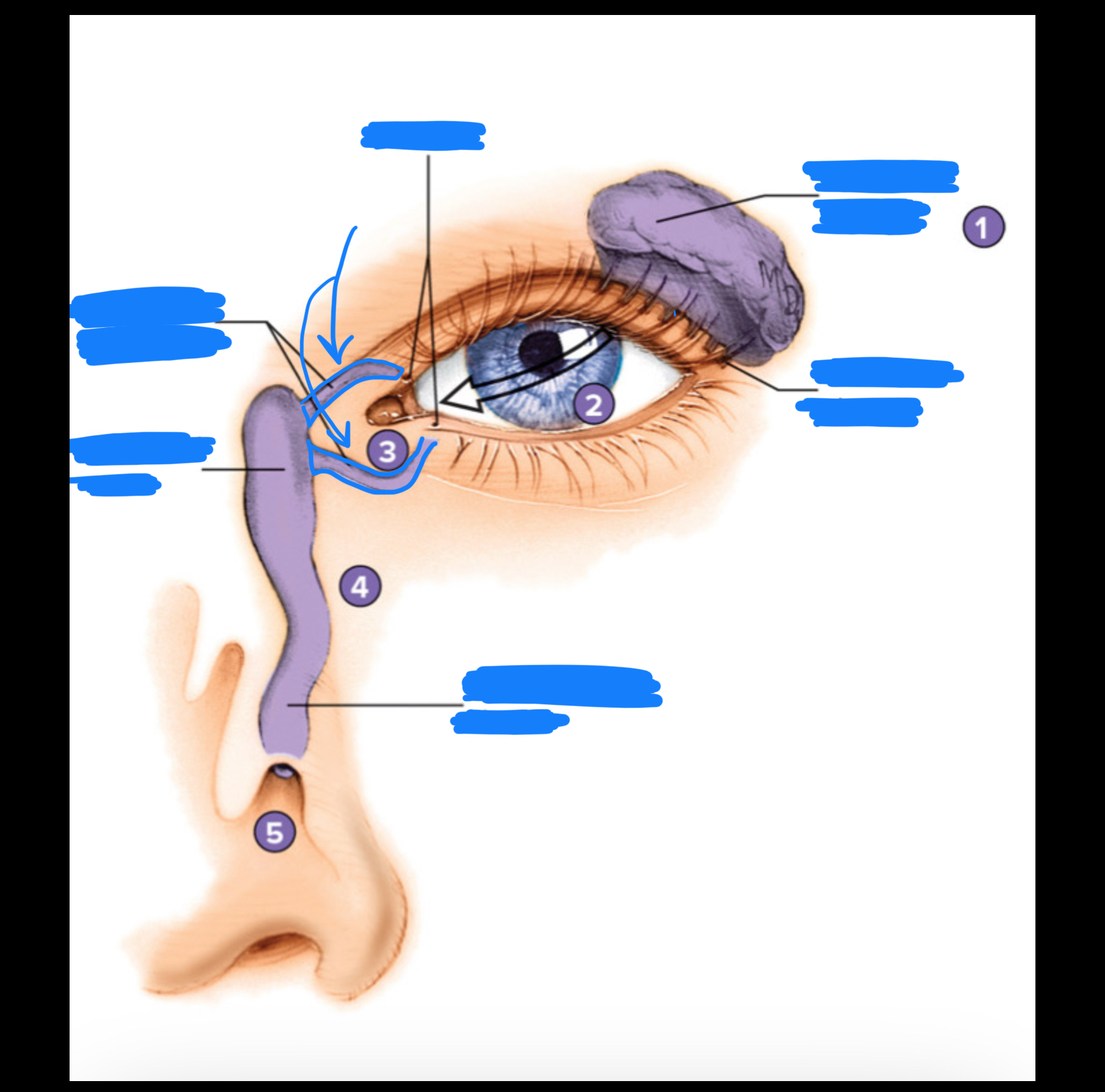 knowt flashcard image
