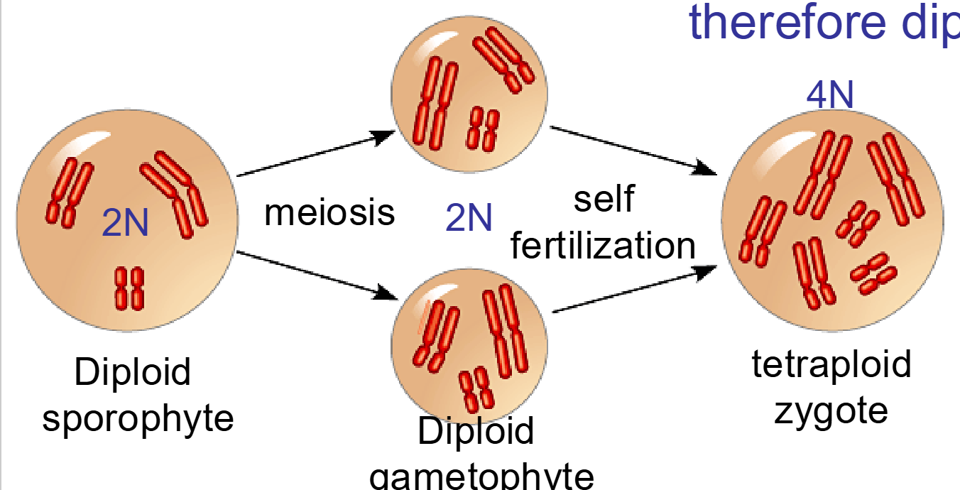 <p><span><strong><u>-In meiosis:&nbsp;</u></strong>homologous chromosomes fail to separate resulting in diploid spores, and therefore diploid gametes</span></p><p><strong><u>-In polyploidy:</u></strong>&nbsp;plants undergo spontaneous doubling of chromosome number</p><p><span><strong><u>-Instant speciation:</u></strong>&nbsp;</span>Autopolyploid individuals are reproductively isolated from diploid parent population</p>