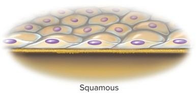 <p>Squamous</p>