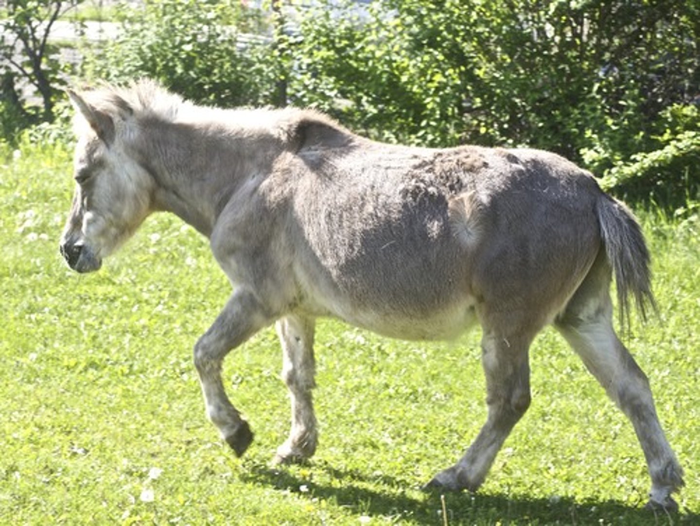 <p>offspring of a jenny mated to a stallion; Stallion x Jennet</p>