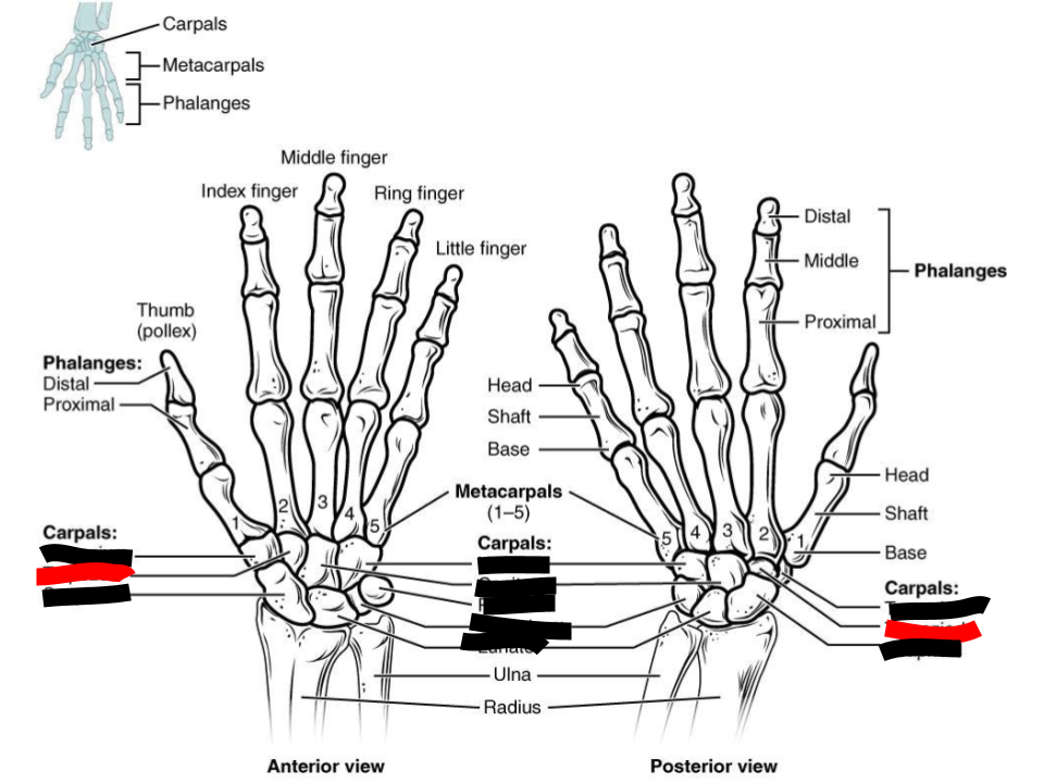 <p>carpals</p>