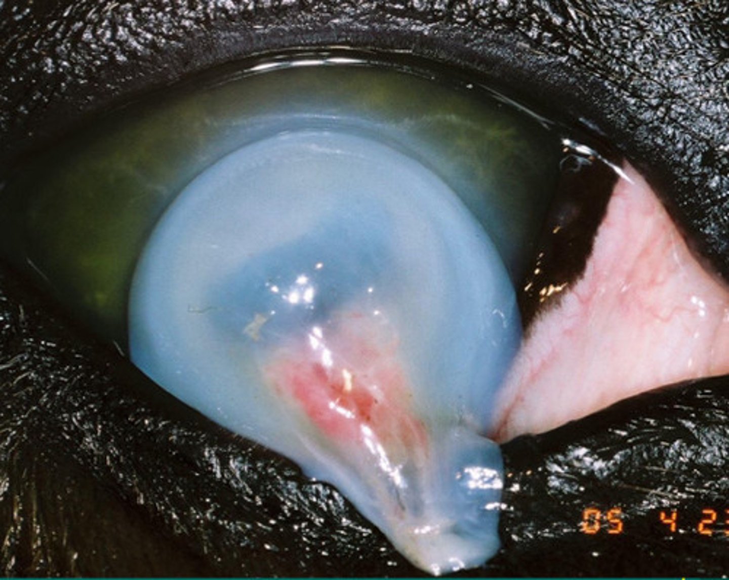 <p>Name some medications used to treat deep, melting, or fungal ulcers?</p>