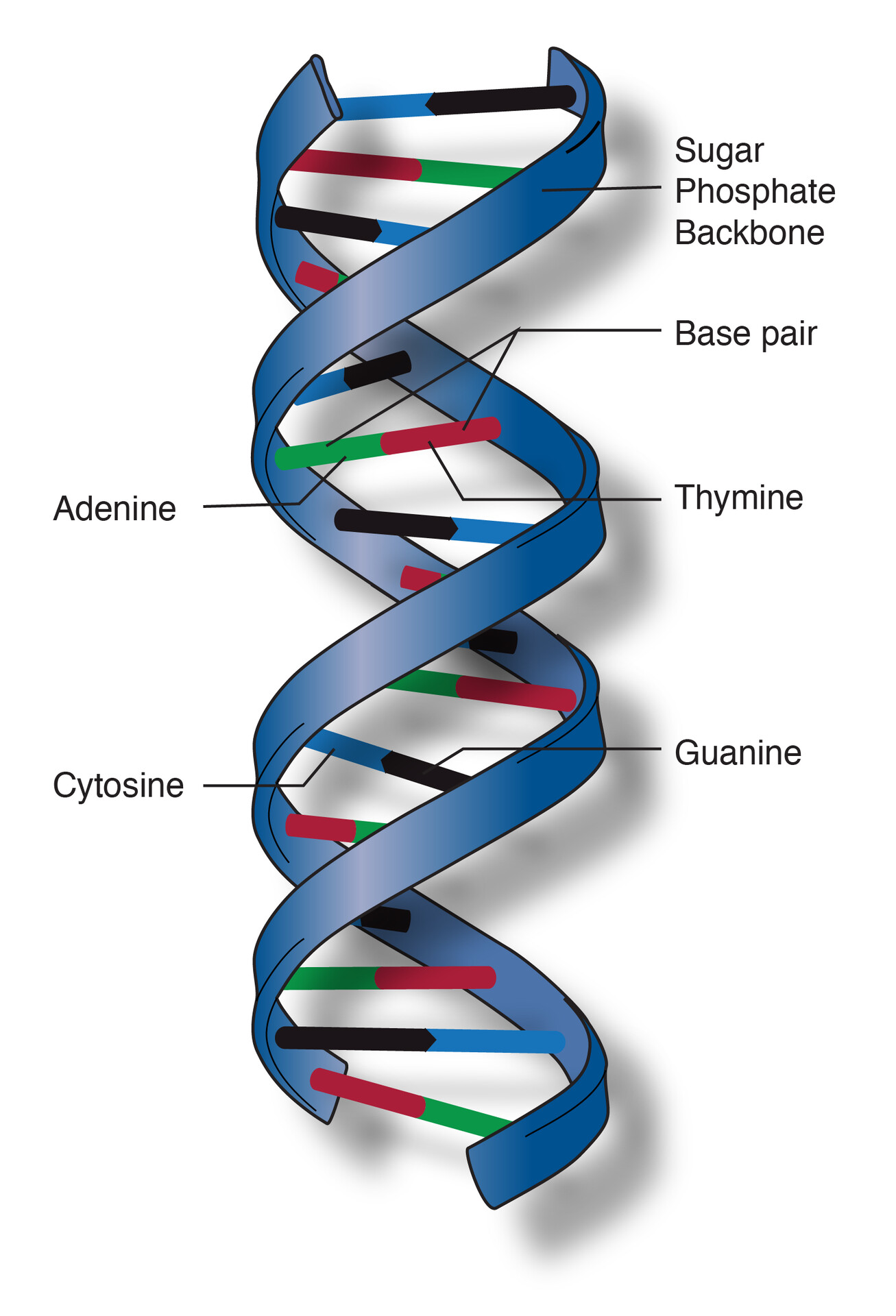 <p>A double helix consists of two chains that twist around each other like a deformed ladder. The rungs connected to the chain are base pairs.</p>