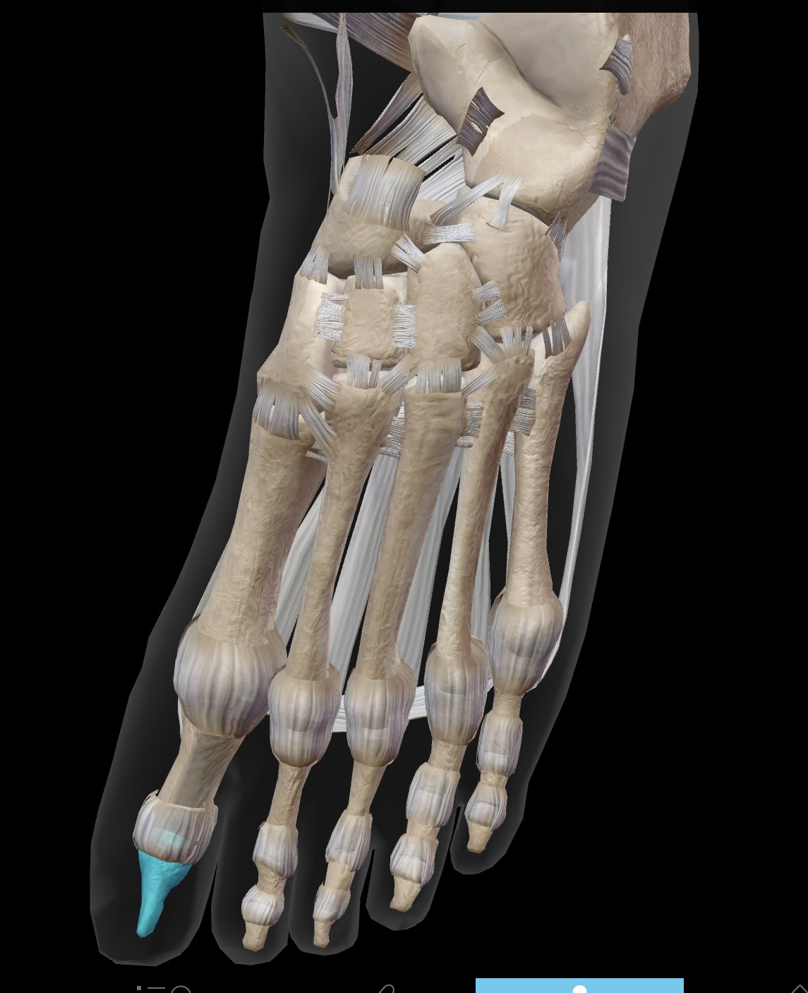 <p>first toe with a proximal and distal phalanx</p>