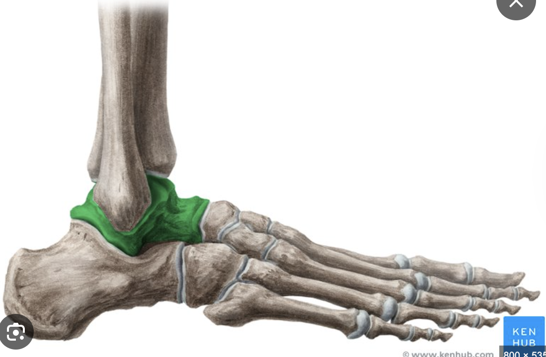 <p>What is this bone? </p>