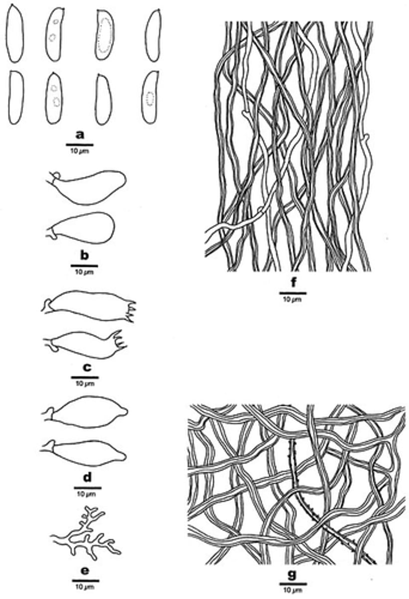 <p>część płonna owocnika</p>
