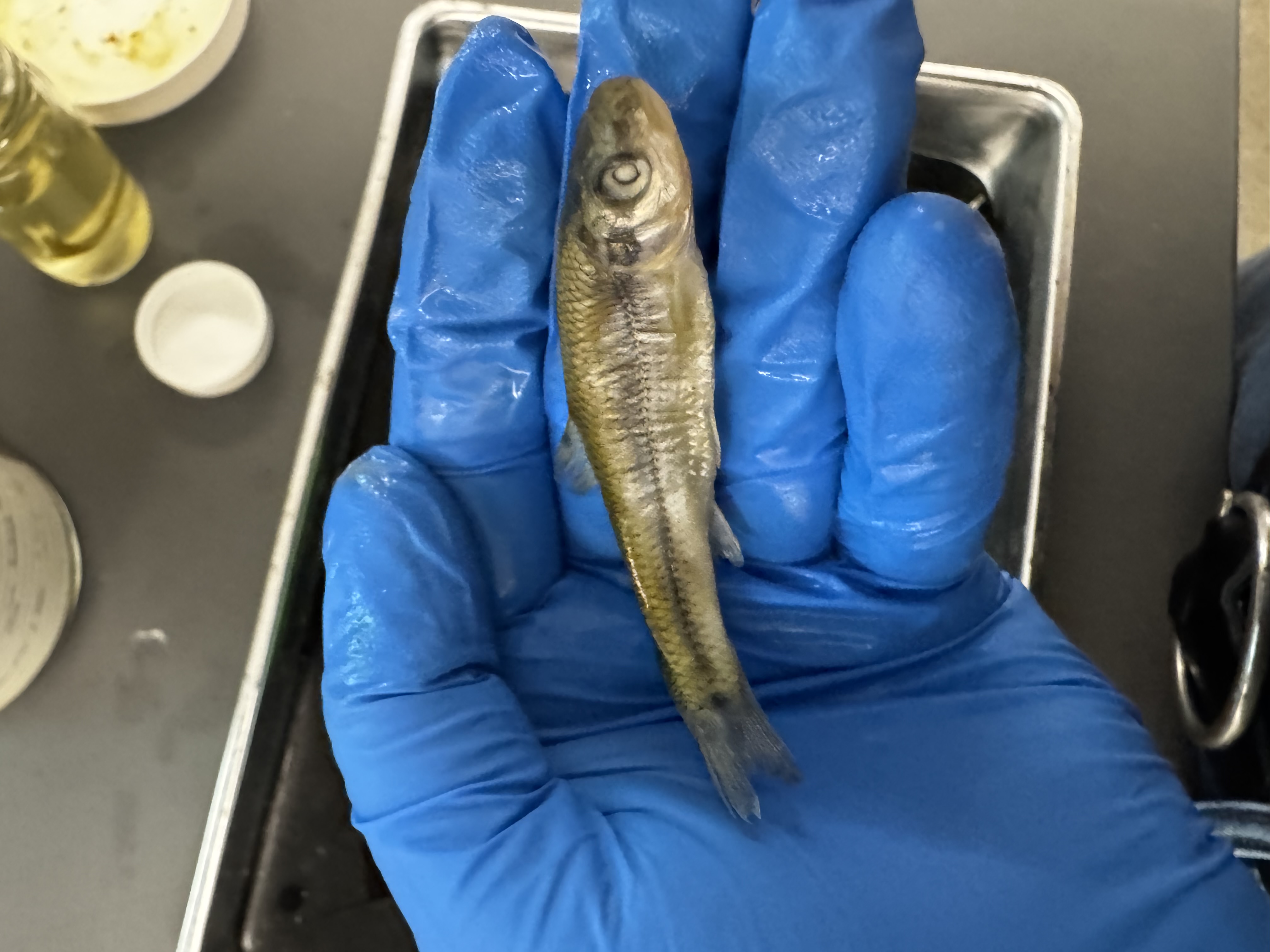 <p>Family:</p><p>Species:</p><p>Scientific:</p>