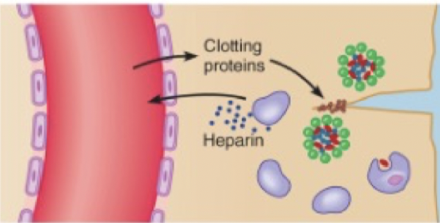 <p>Need to reduce the spread of foreign material. Clotting factors are released from the blood and form a clot around bacteria</p><p>Heparin keeps area from clotting for a short period of time allowing entry of leukocytes</p>