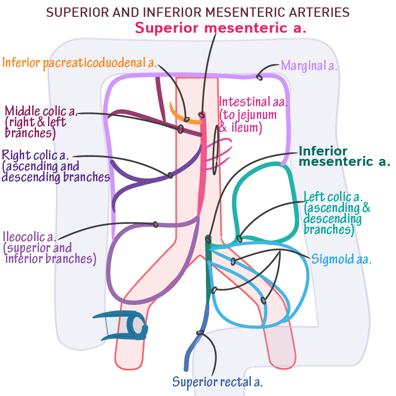 <p><span data-name="red_circle" data-type="emoji">🔴</span> <strong>Unpaired Visceral Branches of the Abdominal Aorta</strong> </p><p>These arteries supply the <strong>abdominal gastrointestinal tract and associated organs</strong>, and arise <strong>anteriorly</strong> from the aorta.</p><p><strong><mark data-color="red" style="background-color: red; color: inherit">Celiac Trunk (Coeliac Artery)</mark></strong></p><p><span data-name="round_pushpin" data-type="emoji">📍</span> <strong>Position</strong> </p><ul><li><p>Arises at the level of <strong>T12</strong>, just below the aortic hiatus of the diaphragm</p></li><li><p>Very short (~1–2 cm), trifurcates immediately</p></li></ul><p><span data-name="herb" data-type="emoji">🌿</span> <strong>Branches</strong> </p><ol><li><p><strong><mark data-color="red" style="background-color: red; color: inherit">Left gastric artery</mark></strong></p><ul><li><p>Smallest branch</p></li><li><p>Ascends to esophagus → follows lesser curvature of the stomach</p></li></ul></li><li><p><strong><mark data-color="red" style="background-color: red; color: inherit">Splenic artery</mark></strong></p><ul><li><p>Tortuous; runs along superior border of the pancreas to spleen</p></li><li><p>Gives off:</p><ul><li><p><strong><mark data-color="red" style="background-color: red; color: inherit">Short gastric arteries</mark></strong><mark data-color="red" style="background-color: red; color: inherit"> (to fundus of stomach)</mark></p></li><li><p><strong><mark data-color="red" style="background-color: red; color: inherit">Left gastroepiploic artery</mark></strong><mark data-color="red" style="background-color: red; color: inherit"> (to greater curvature)</mark></p></li></ul></li></ul></li><li><p><strong><mark data-color="red" style="background-color: red; color: inherit">Common hepatic artery</mark></strong></p><ul><li><p>Courses to the right toward liver</p></li><li><p>Divides into:</p><ul><li><p><strong><mark data-color="red" style="background-color: red; color: inherit">Proper hepatic artery</mark></strong><mark data-color="red" style="background-color: red; color: inherit"> → right and left hepatic arteries</mark></p></li><li><p><strong><mark data-color="red" style="background-color: red; color: inherit">Gastroduodenal artery</mark></strong><mark data-color="red" style="background-color: red; color: inherit"> → right gastroepiploic artery + superior pancreaticoduodenal artery</mark></p></li><li><p><strong><mark data-color="red" style="background-color: red; color: inherit">Right gastric artery</mark></strong></p></li></ul></li></ul></li></ol><p><span data-name="brain" data-type="emoji">🧠</span> <strong>Supplies</strong> </p><ul><li><p>Liver, stomach, spleen, pancreas, esophagus, duodenum (proximal to major papilla)</p></li></ul><p></p><p><strong><mark data-color="red" style="background-color: red; color: inherit">Superior Mesenteric Artery (SMA)</mark></strong></p><p><span data-name="round_pushpin" data-type="emoji">📍</span> <strong>Position</strong> </p><ul><li><p>Arises at <strong>L1</strong>, ~1 cm below celiac trunk</p></li><li><p>Passes behind pancreas and over the third part of the duodenum</p></li><li><p>Enters mesentery of the small intestine</p></li></ul><p><span data-name="herb" data-type="emoji">🌿</span> <strong>Branches</strong> </p><ol><li><p><strong><mark data-color="red" style="background-color: red; color: inherit">Inferior pancreaticoduodenal artery </mark></strong>Anastomoses with superior pancreaticoduodenal (from celiac trunk)</p></li><li><p><strong><mark data-color="red" style="background-color: red; color: inherit">Jejunal and ileal branches - </mark></strong>12–15 branches to small intestine; form <strong>arterial arcades and vasa recta</strong></p></li><li><p><strong><mark data-color="red" style="background-color: red; color: inherit">Ileocolic artery </mark></strong>Supplies ileum, cecum, appendix</p></li><li><p><strong><mark data-color="red" style="background-color: red; color: inherit">Right colic artery</mark> </strong>Supplies ascending colon</p></li><li><p><strong><mark data-color="red" style="background-color: red; color: inherit">Middle colic artery</mark> </strong>Supplies transverse colon</p></li></ol><p><span data-name="brain" data-type="emoji">🧠</span> <strong>Supplies</strong> </p><ul><li><p>Lower duodenum, jejunum, ileum, cecum, appendix, ascending colon, proximal 2/3 of transverse colon</p></li></ul><p></p><p><strong><mark data-color="red" style="background-color: red; color: inherit">Inferior Mesenteric Artery (IMA)</mark></strong></p><p><span data-name="round_pushpin" data-type="emoji">📍</span> <strong>Position</strong> </p><ul><li><p>Arises at <strong>L3</strong>, just above aortic bifurcation</p></li><li><p>Descends to the left toward pelvic brim</p></li></ul><p><span data-name="herb" data-type="emoji">🌿</span> <strong>Branches</strong> </p><ol><li><p><strong><mark data-color="red" style="background-color: red; color: inherit">Left colic artery </mark></strong><mark data-color="red" style="background-color: red; color: inherit">Supplies descending colon</mark></p></li><li><p><strong><mark data-color="red" style="background-color: red; color: inherit">Sigmoid arteries - </mark></strong><mark data-color="red" style="background-color: red; color: inherit">2–4 branches to sigmoid colon</mark></p></li><li><p><strong><mark data-color="red" style="background-color: red; color: inherit">Superior rectal artery - </mark></strong><mark data-color="red" style="background-color: red; color: inherit">Continuation of IMA; supplies upper part of rectum</mark></p></li></ol><p><span data-name="brain" data-type="emoji">🧠</span> <strong>Supplies</strong> </p><ul><li><p>Distal 1/3 of transverse colon, descending colon, sigmoid colon, and upper rectum</p></li></ul><p></p><p><span data-name="drop_of_blood" data-type="emoji">🩸</span> <strong>Clinical Note: Marginal Artery (of Drummond)</strong> </p><ul><li><p>Formed by anastomoses between branches of <strong>SMA</strong> and <strong>IMA</strong> (e.g., middle and left colic arteries)</p></li><li><p>Provides collateral blood flow to colon</p></li></ul><p></p>