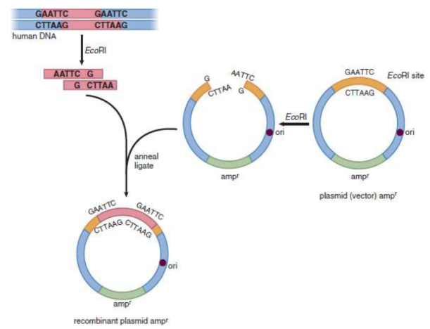 <p>a piece of nucleic acid that carries the desired foreign gene</p>