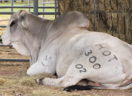 <p>-dysuria: tail swishing, arched stance after urinating, treading the feet</p><p>-pollakiuria</p><p>- +/- gross hematuria and polyuria</p>