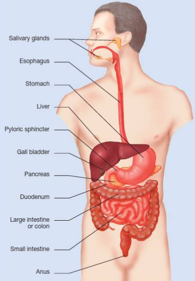 <ul><li><p>mouth + salivary glands → masticate + produce saliva, which lubricates + contains amylase which begins to break down food</p></li><li><p>oesophagus → transports food to stomach (set up for alkaline conditions, so acid reflux caused by drastic change in pH)</p></li><li><p>stomach → churns + breaks down food by use of acid digestive enzymes e.g. hydrochloric acid + pepsin</p></li><li><p>liver + gall bladder → adds further digestive enzymes into small intestine + bile to emulsify fats</p></li><li><p>pancreas → produces insulin + glucagon to store + release energy</p></li><li><p>small intestine → further digests food + absorbs nutrients</p></li><li><p>large intestine → removes water + packs waste</p></li><li><p>kidneys → filters out toxins for excretion</p></li><li><p>rectum/anus + bladder → stores + expels waste</p></li></ul><p></p>