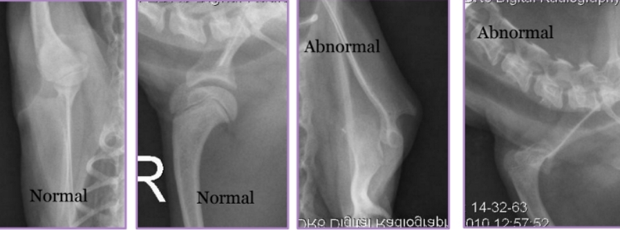 <p><span style="background-color: transparent;"><strong><span>Shoulder Luxation</span></strong></span></p>