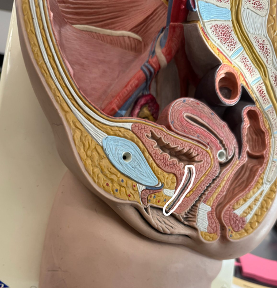 <p>the opening of the penis or vulva where urine exits the urethra during urination</p>