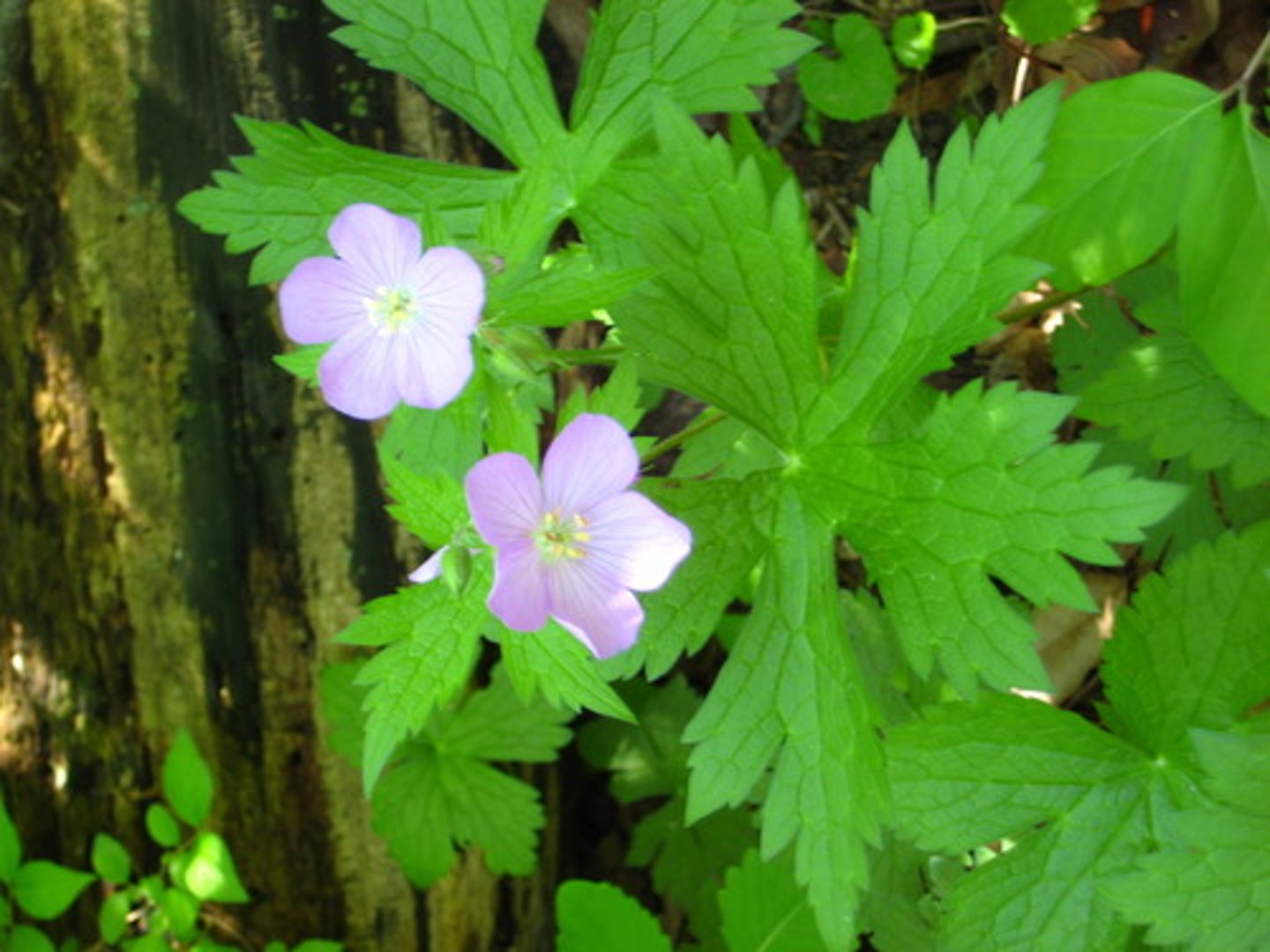 <p>Part Used: Dried rhizome and leaves:</p><p>Actions: Vulnerary; anti-inflammatory</p><p>Indications: Bleeding GI ulcers* hemorrhoids*, wounds; metorrahagia, dysmenorrhea</p><p>SE:</p><p>CI:</p><p>"My iMaculatum GERman shepard licked his wounds to stop bleeding”</p>