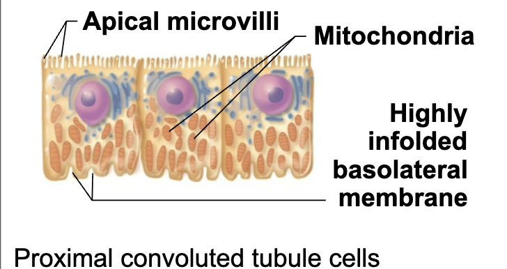 <p><code>Region of the Renal Tubule (1/4) </code></p><p><span style="color: blue;"><strong><span>STRUCTURE</span></strong></span></p><ul><li><p><span style="color: purple;"><strong><mark data-color="purple" style="background-color: purple; color: inherit;"><span>Confined to cortex</span></mark></strong></span></p></li><li><p><span style="color: blue;"><strong><span>Cuboidal cells</span></strong></span> with dense microvilli that form brush border</p></li></ul><p><span style="color: red;"><strong><span>FUNCTION</span></strong></span></p><ol><li><p>Increase surface area</p></li><li><p>Reabsorption & secretion</p></li></ol><p></p>