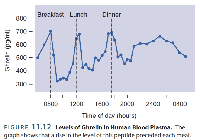 <p>→ hormone/peptide responsible for (empty) stomach hunger signals</p><ul><li><p>[ ] in circulation ↑ with hunger, ↓ with satiation</p><p></p></li><li><p><u>Exogenous administration</u>: ↑ Hunger, therefore food intake</p></li></ul><p></p>