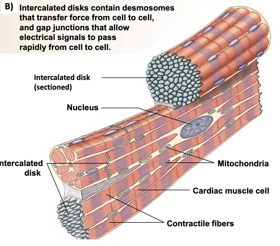 <p>contains desmosomes that transfer force from cell to cell</p><p>gap junctions that allow electrical signals to pass rapidly from cell to cell</p>