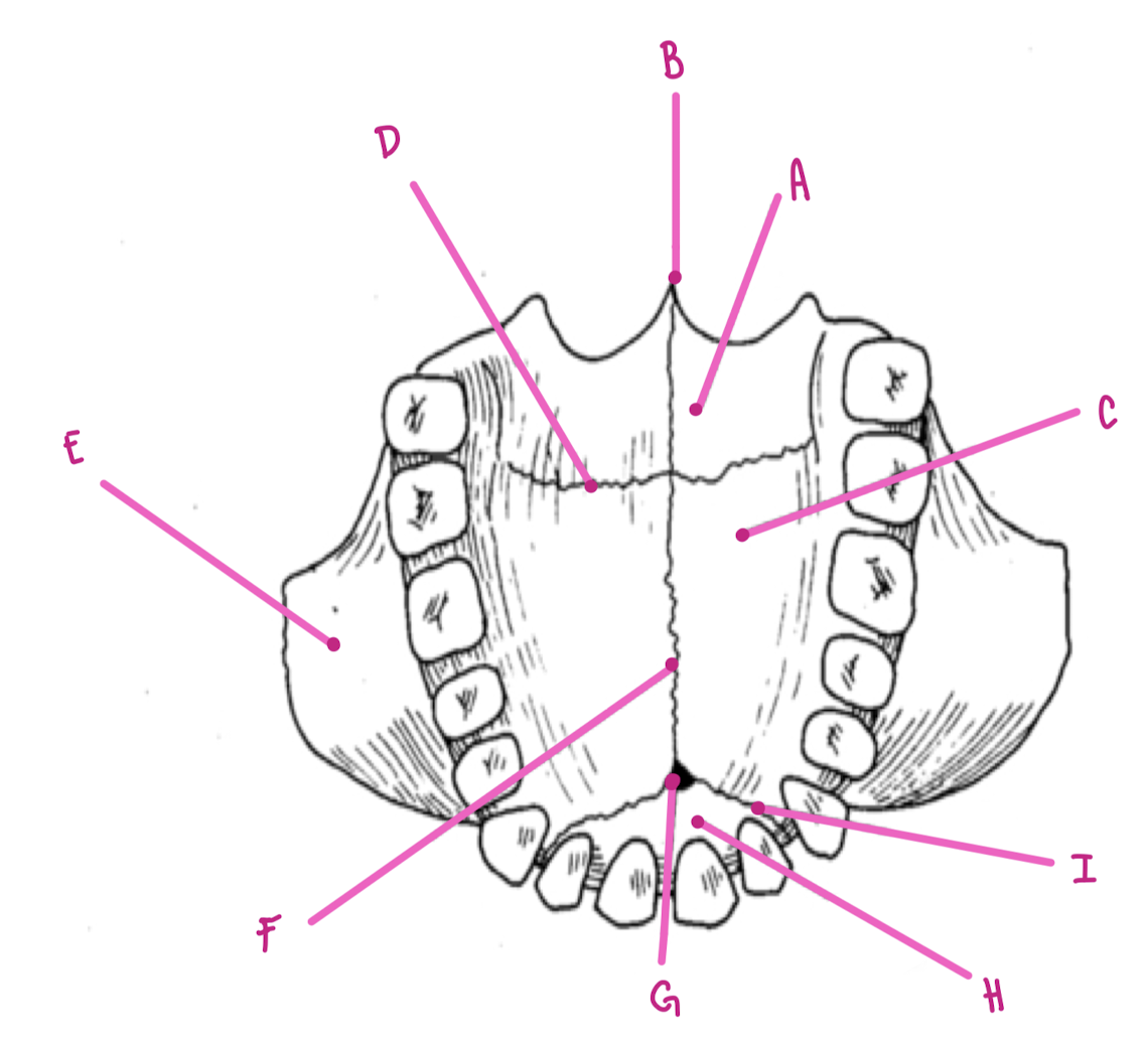 <p>Name the part of the maxillae labeled E (inferior view)</p>