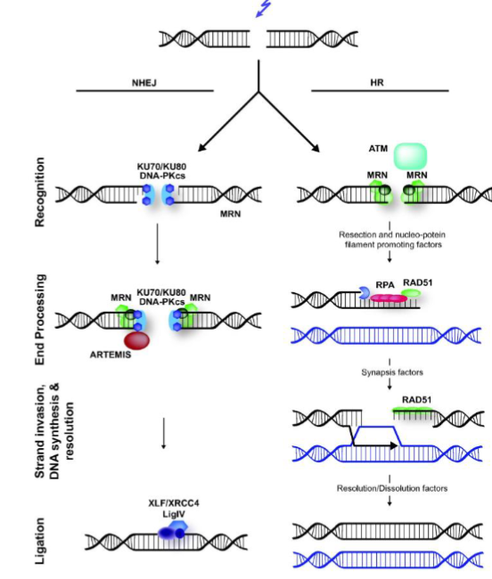 <p>breaks are induced by things like reactive oxygen species, ionizing radiation such as X-rays, and chemicals that generate reactive oxygen species</p><p>repaired by:</p><ul><li><p>homologous recombination - high fidelity, requires template, typically restricted to late S-G2</p><ul><li><p>major role in prokaryotes and lower eukaryotes</p></li></ul></li><li><p>non-homologous end joining - error prone, template-free, functions throughout the cell cycle</p><ul><li><p>somatic cells of higher eukaryotes including mammals</p></li></ul></li></ul><p>both mechanisms start with detection of the break and subsequent DNA processing</p><p></p>