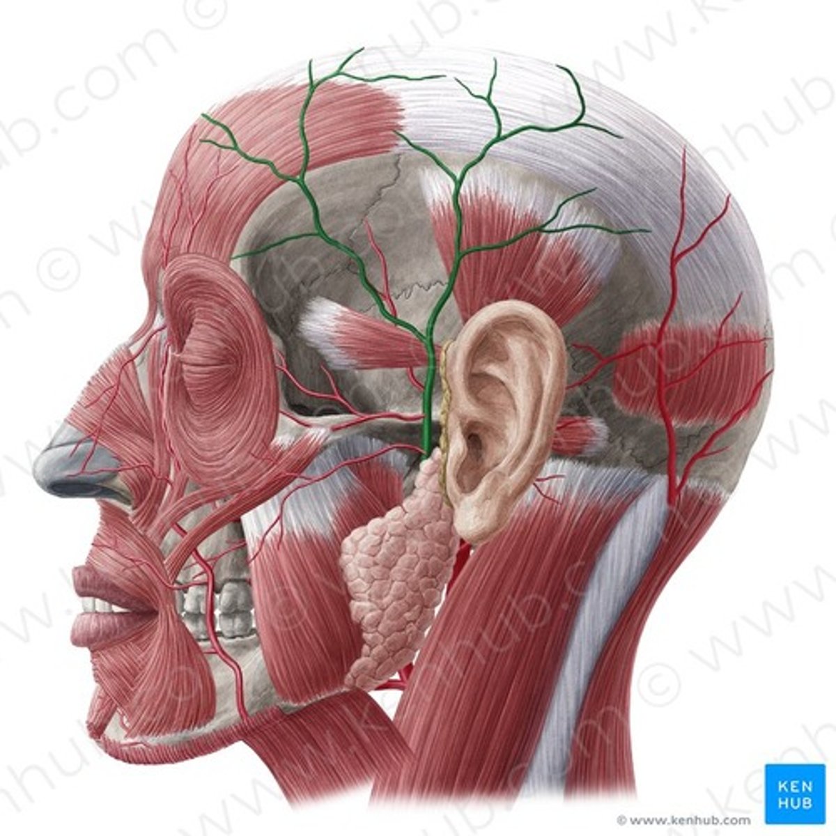 <p>- Arteria carotis externa byter namn till arteria temporalis vid en ungefärlig punkt strax under hörselgången. </p><p>- Arteria temporalis försörjer huden och musklerna i tinning- och pannregionen. </p><p>- OBS! temporalt har med tinning att göra.</p>
