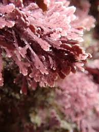 <p>irregular pennate/ dichotomous branching, intergenicula look like wingnut, crustose holdfast, triphasic</p>