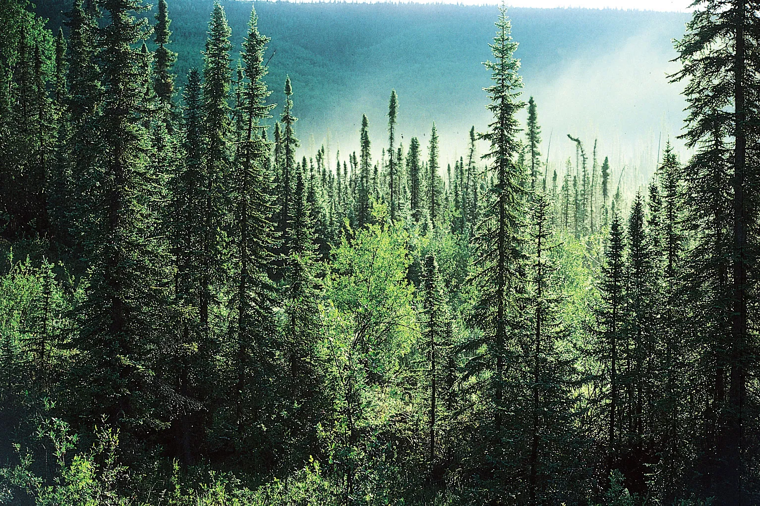 <p>Coniferous Forest</p>