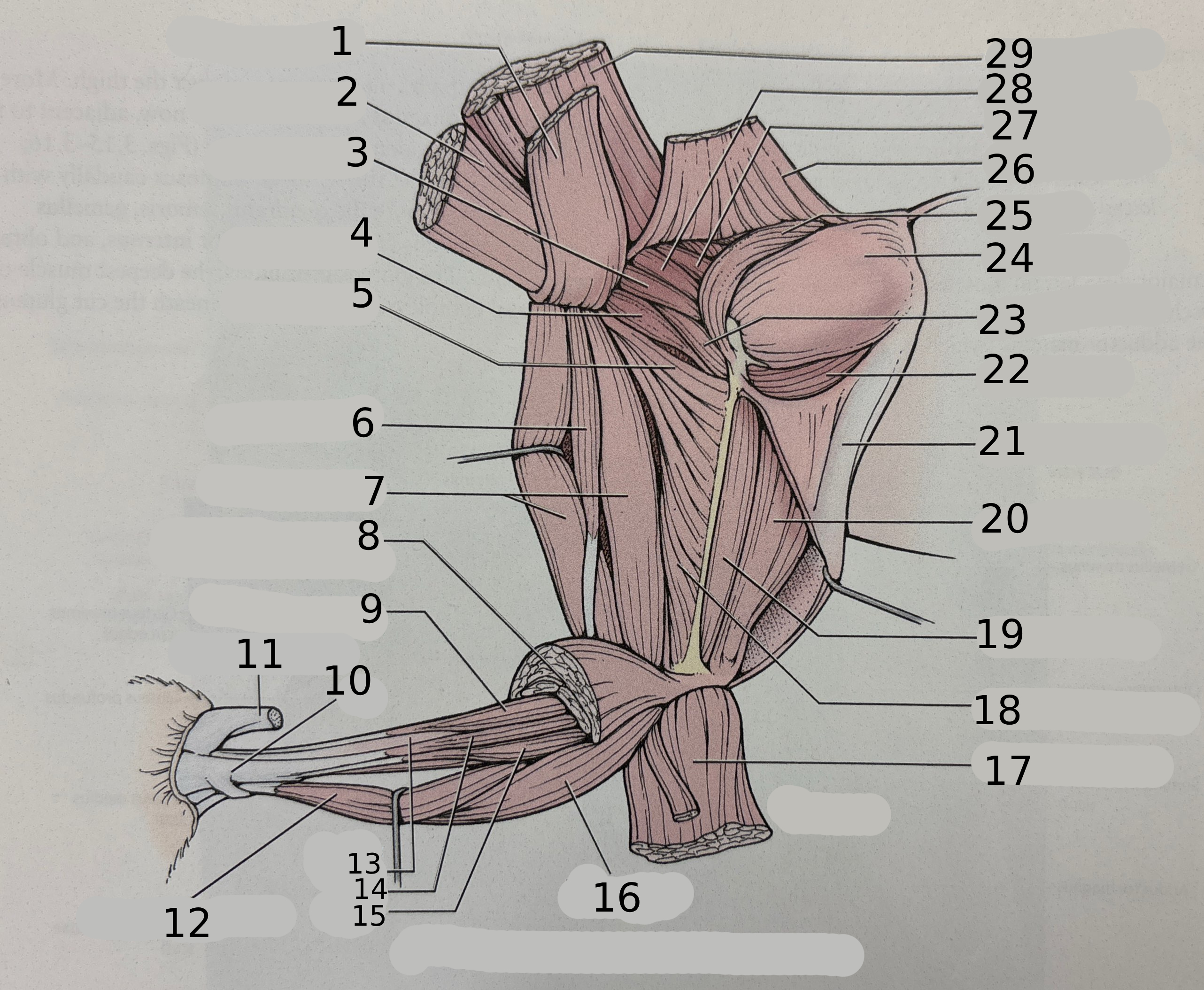<p>1 (what is this a cut of)</p>